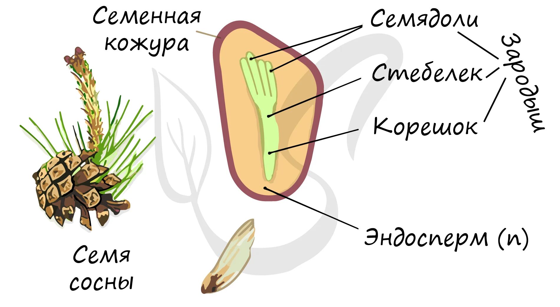 7m2 Голосеменные