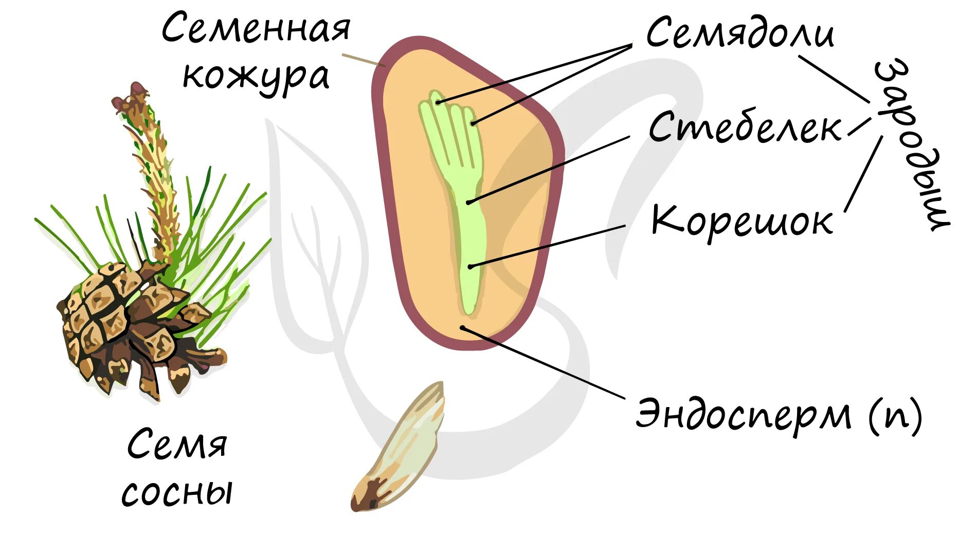 Семян хвойных рисунок. Семена голосеменных строение. Строение семени голосеменных растений. Строение семени сосны обыкновенной. Семена голосеменных растений строение.