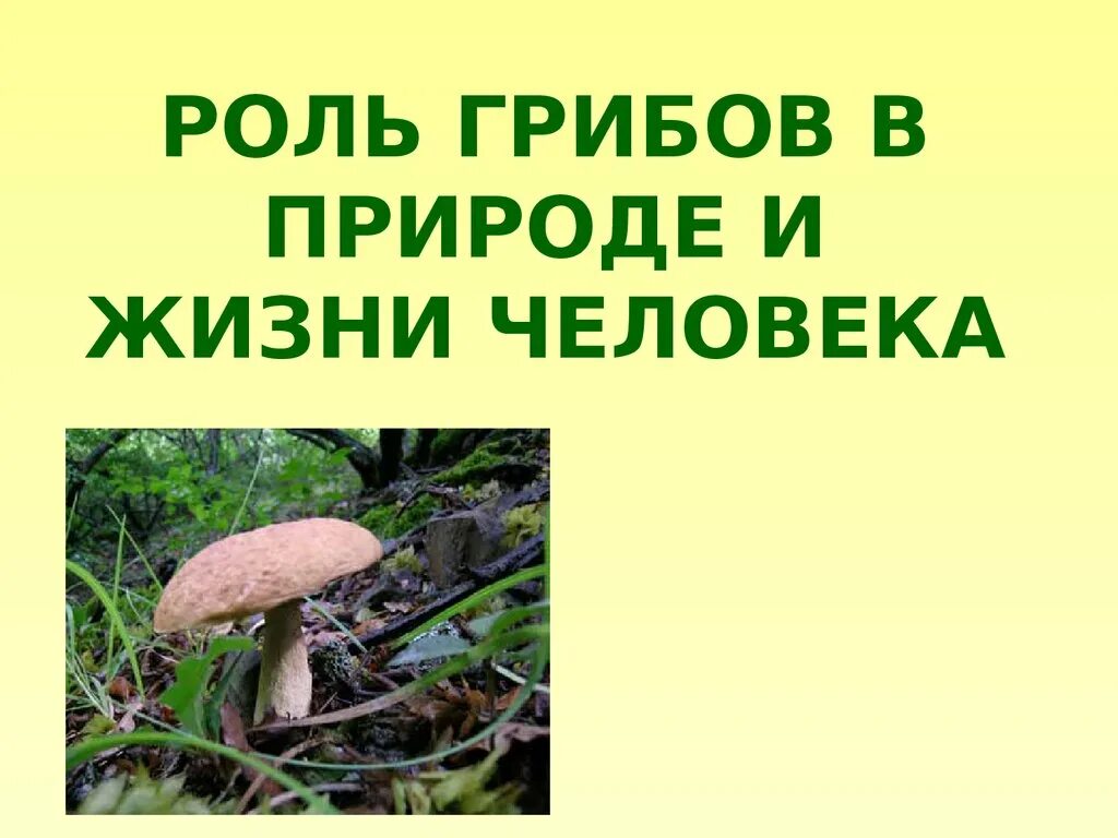 Значение грибов в природе 7 класс биология. Роль грибов в природе и жизни человека. Роль грибов в жизни человека. Грибы в жизни человека и в природе. Роль грибов в природе и жизни.