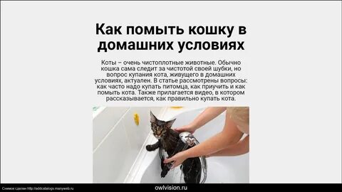 Как правильно помыть котенка