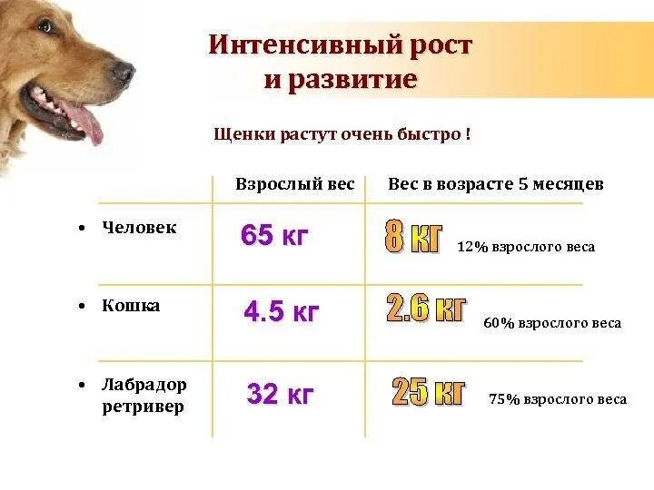 Через сколько месяцев собака. До какого возраста растут собаки крупных пород овчарки немецкие. Щенка немецкой овчарки вес по возрасту. Немецкая овчарка кобель 1 год Возраст. Немецкая овчарка параметры по возрасту таблица.