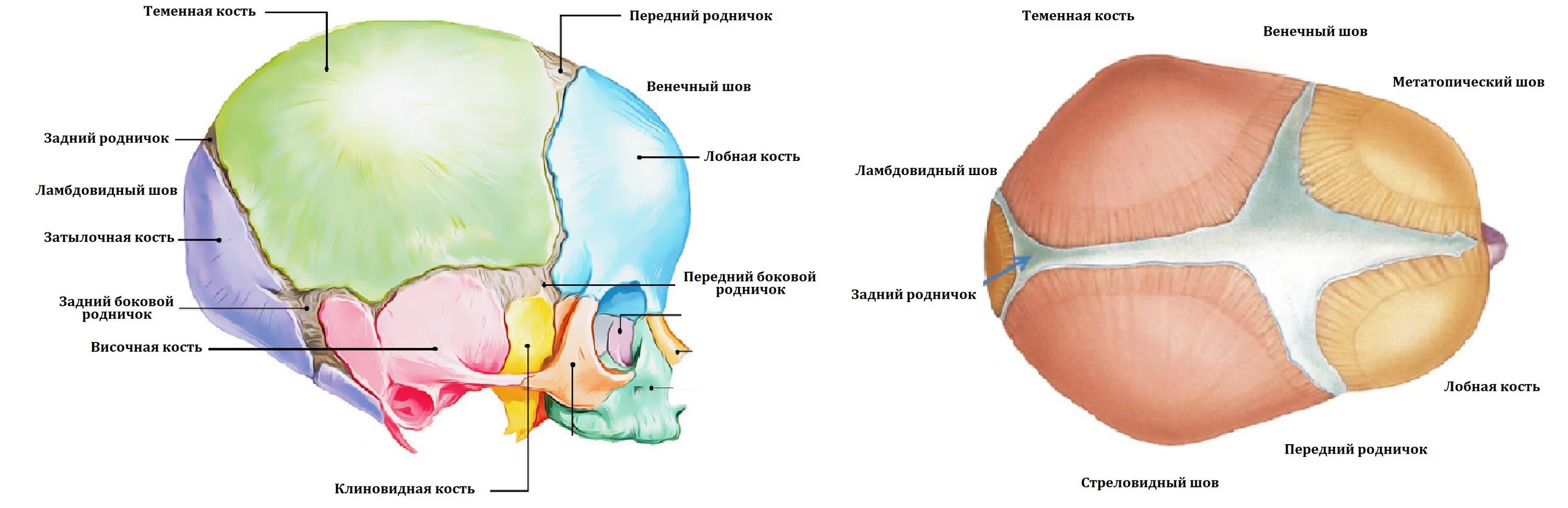 Швы и роднички. Сагиттальный шов черепа новорожденного. Стреловидный шов черепа новорожденного. Швы и роднички головки плода. Строение черепа плода кости швы роднички.