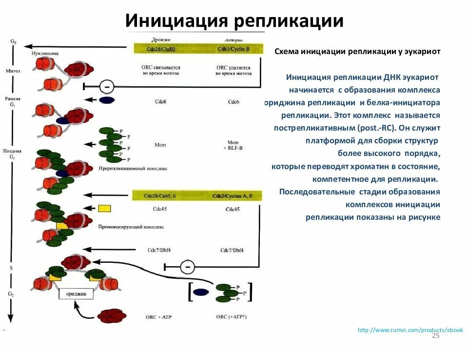 Начинает процесс инициации. Схема репликации эукариот. точки репликации у эукариот. инициация репликации у эукариот. схема инициации репликации.