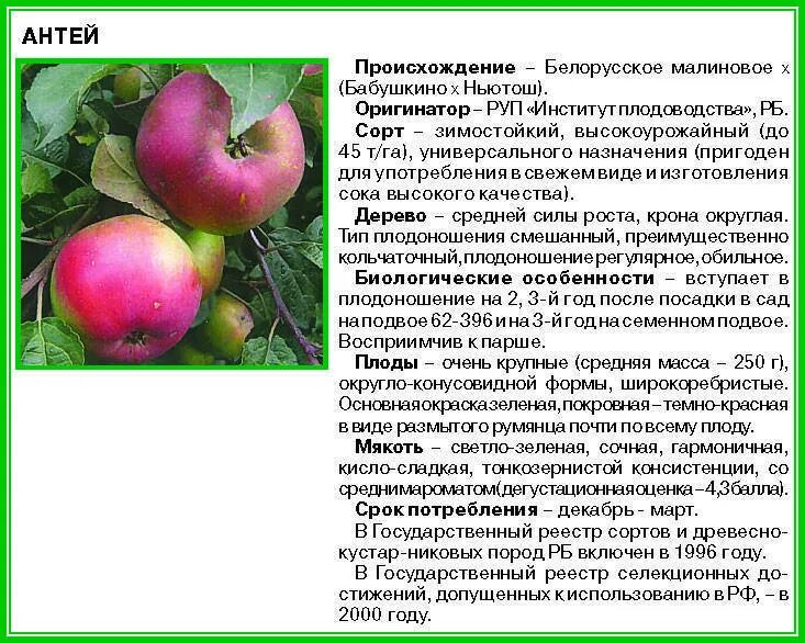 Яблоня спартан описание сорта отзывы. Аркадик яблоня описание. Яблоня Лобо колоновидная. Колоновидная яблоня Спартан. Яблоня яблоня Лобо.