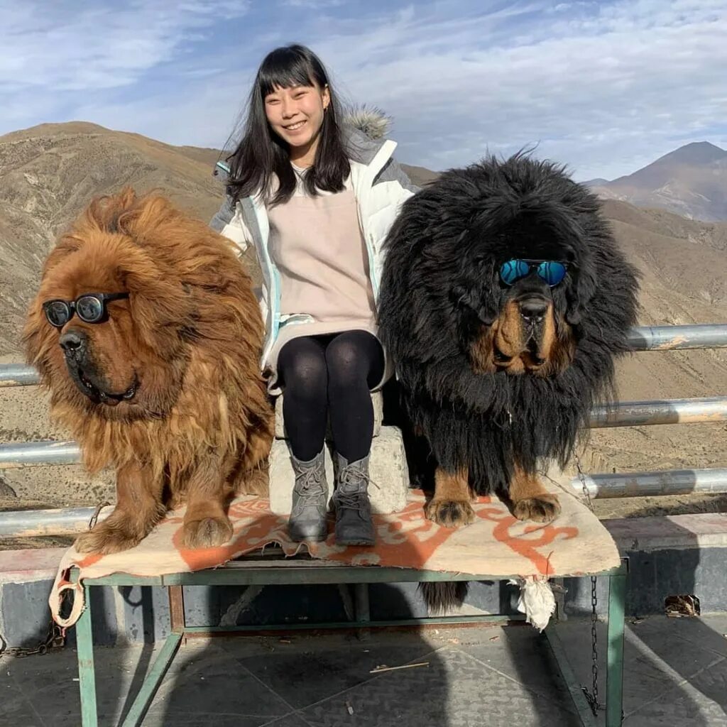 мастиф собака тибетский с человеком. тибетский мастиф. тибетский мастиф рост. тибетский мастиф. тибетский мастиф рядом с человеком.