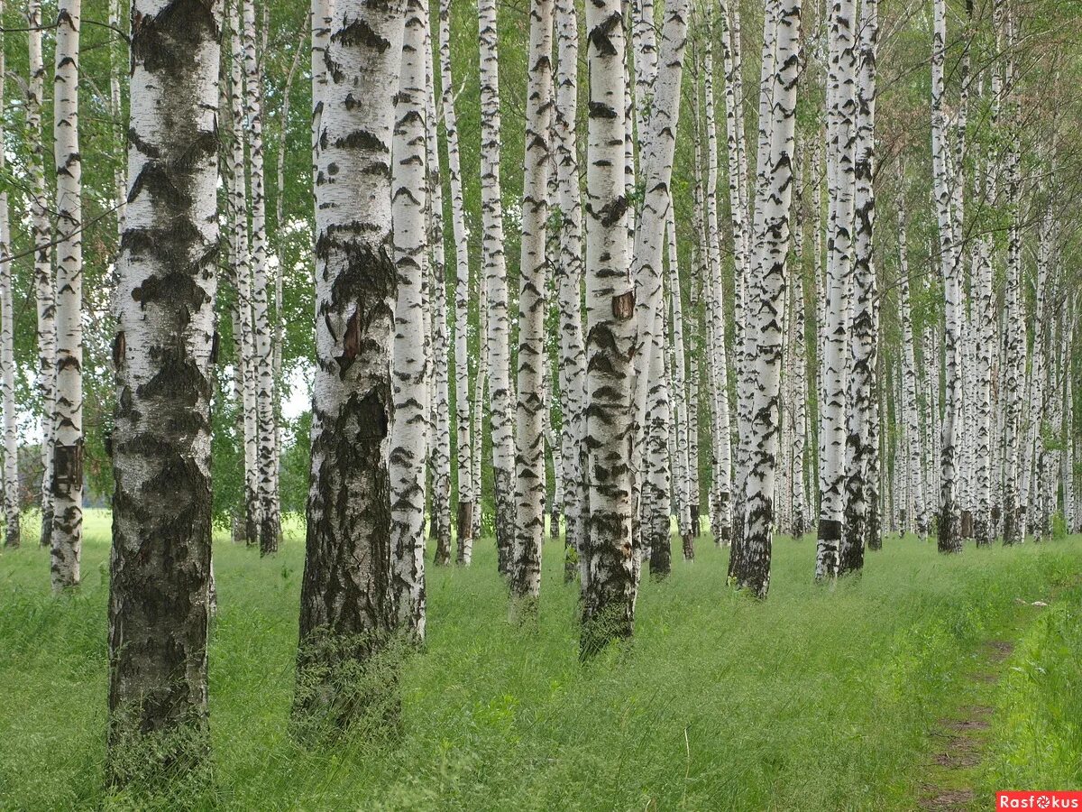 берёзовая роща в ростове на дону. березовая роща с белорусского. токсово березовая роща. березовая роща с белорусского. березовые рощи белоруссии.