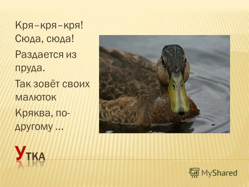 кря прикол. наши уточки с утра кря кря кря. наши уточки с утра. утка кря. уточка мем.