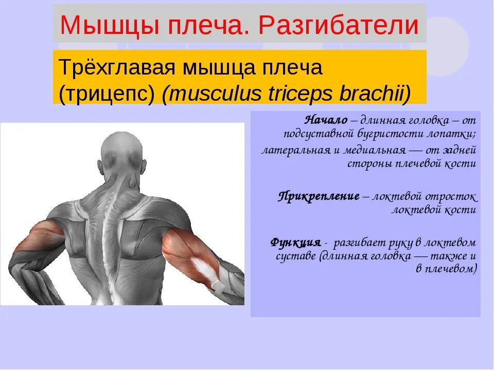 Трицепс мышца. Длинная головка трехглавой мышцы функции. Трёх главая мышца плеча. Трехглавая мышца плеча трицепс. Трехглавая мышца плеча функции.