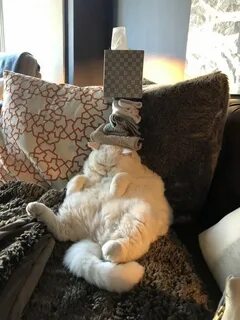 Кот дома дзен