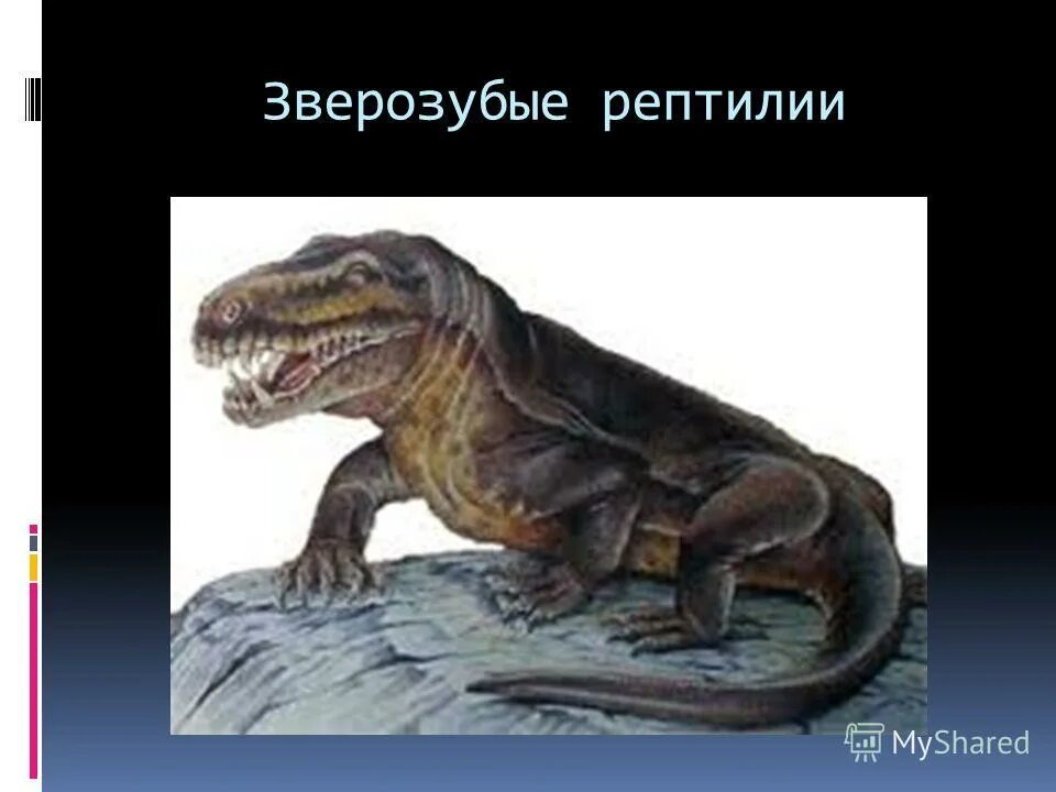 Почему зверозубые получили такое название. Зверозубые. зверозубые пресмыкающиеся. зверозубый ящер. зверозубый ящер переходная форма.