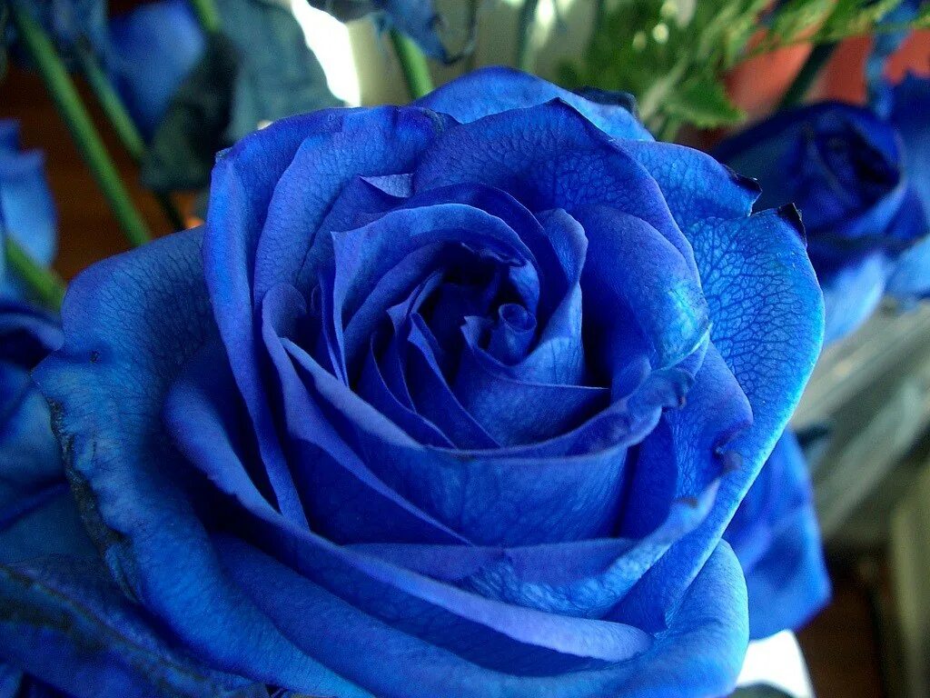 Какой бывает синий. Голубая Перинея роза. Роза Кинда Блю. Роза Венделла синяя. Роза Пасифик Блю.