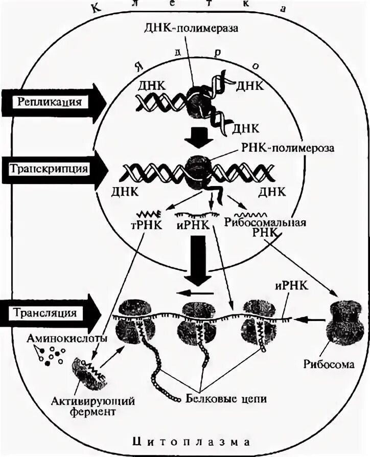 Репликация транскрипция трансляция схема. Схема репликации транскрипции и трансляции генетического материала. Биосинтез белка репликация транскрипция трансляция. Схема процесса транскрипции Биосинтез белка. Взаимосвязь биосинтеза белка и дыхания