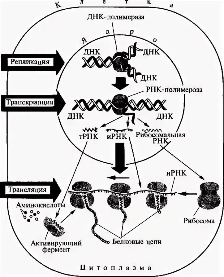 Взаимосвязь биосинтеза белка и дыхания. Репликация транскрипция трансляция схема. Схема репликации транскрипции и трансляции генетического материала. Биосинтез белка репликация транскрипция трансляция. Схема процесса транскрипции Биосинтез белка.