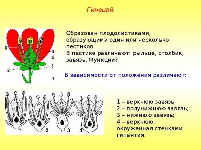 Завязь функция 6 класс. Апокарпный гинецей. Гинецей строение пестика. Плодолистики срослись завязью пестика;. Строение завязи пестика.