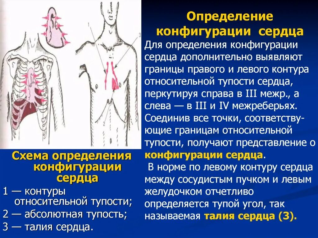 Методика определения конфигурации сердца. Определение контуров сердца. Аортальная конфигурация сердца границы. Поперечник сердца при аортальной конфигурации.