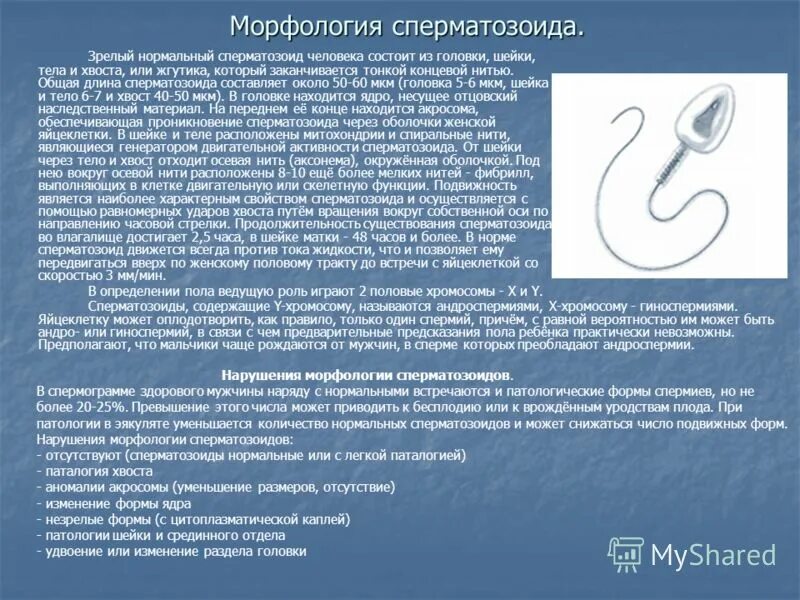 Референтные значения морфологии спермограммы. Морфология спермограмма норма. Анализ кала на гемоглобин норма. Таблица нормы спермограммы по крюгеру. Норма морфологический спермограмма.