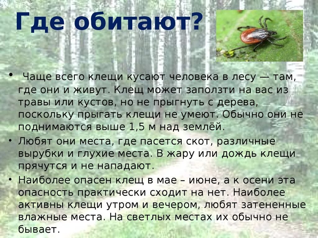 Живут ли клещи на деревьях. Клещ где обитает. Где могут обитать клещи. Клещи где обитают в траве или на дереве. Нде чаще всегообииают клещи.