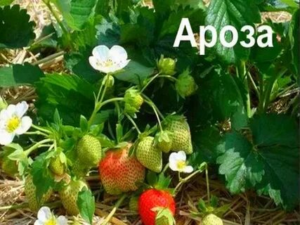 Клубника сорт ароза отзывы