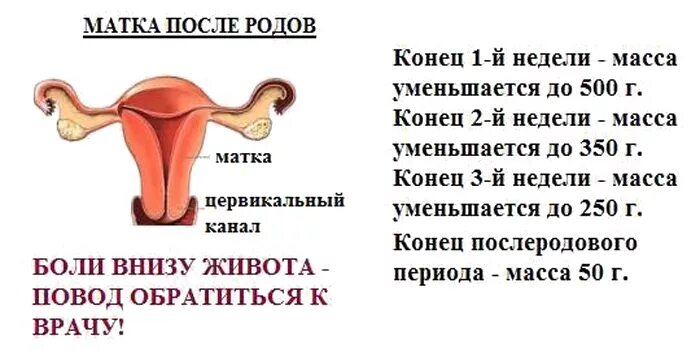 Выходит матка после родов. Матка сокращается после родов. Боли в матке после родов.