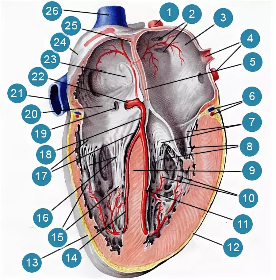 Продольный разрез сердца анатомия. Сердце в разрезе. Фронтальный разрез сердца. Срез сердца.