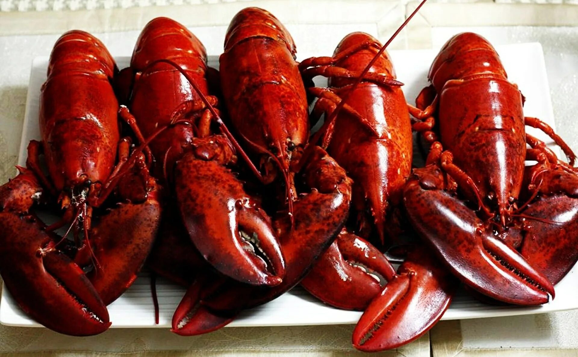 Омар. Омар и лобстер. омары и лобстеры. омара homarus capensis. королевский лобстер.