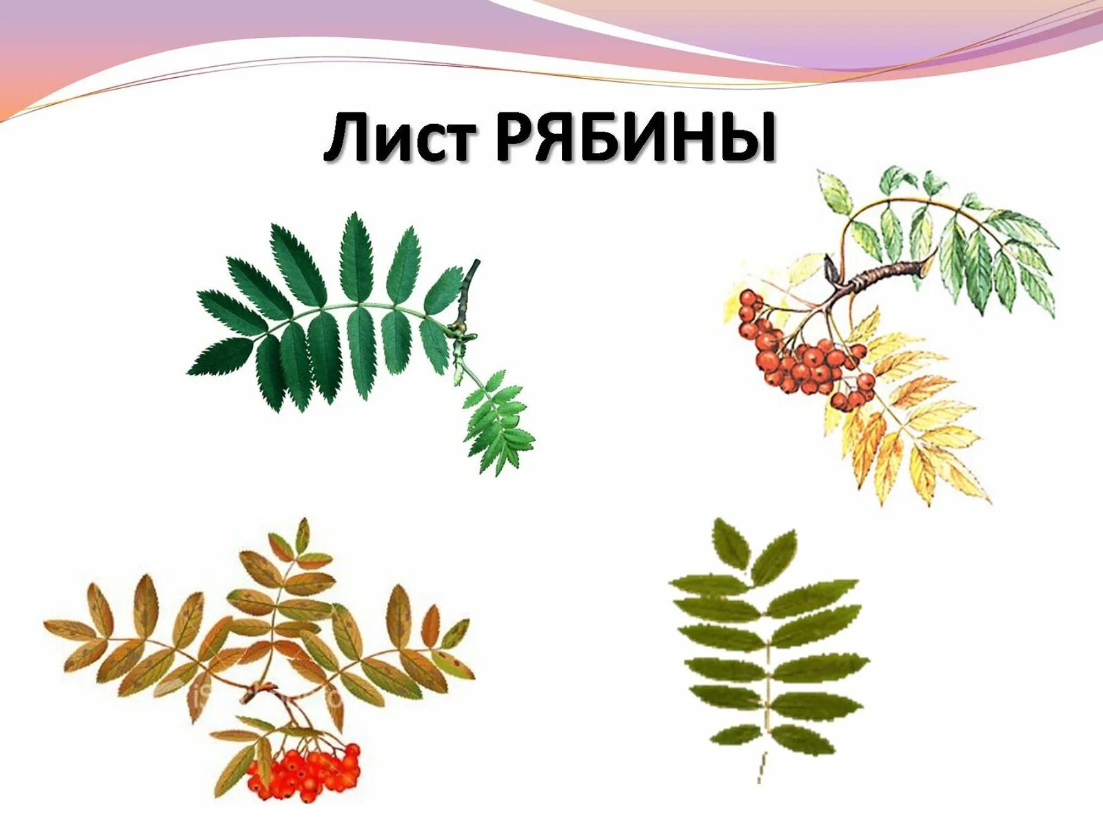Мир листика
