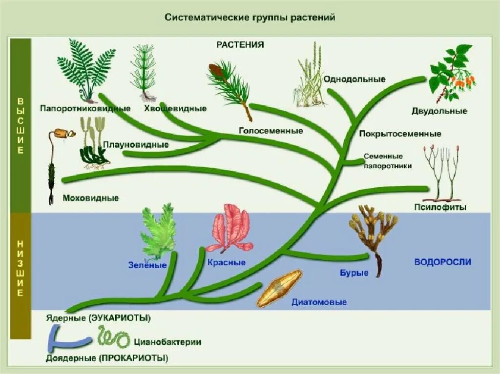 Схема развития растений 7 класс биология