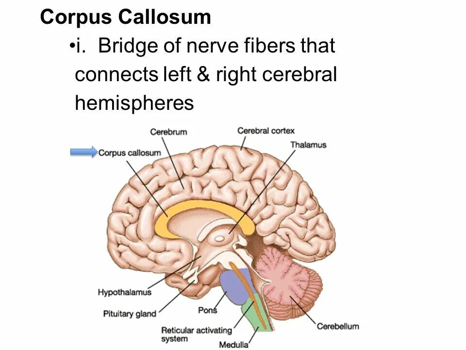 Brain structure. Головной мозг. Головной мозг анатомия. Кортекс головной мозг. Гипоталамус и мозжечок.