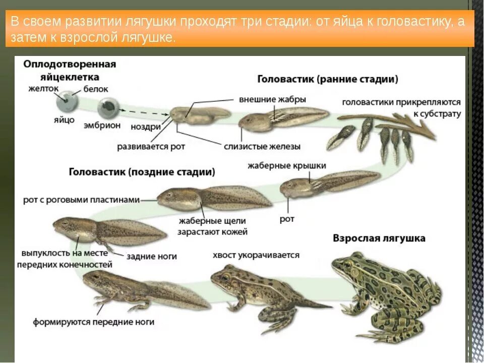 Строение головастика земноводных. Стадии развития головастика лягушки. Цикл развития лягушки схема. Последовательность развития головастика лягушки.