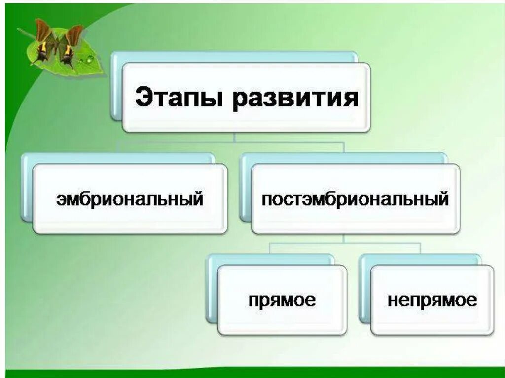 Типы развития животных биология 8 класс. Прост и равзитие животных. Рост и развитие животных. Этапы развития у животных биология 6 класс. Пять этапов развития животных.