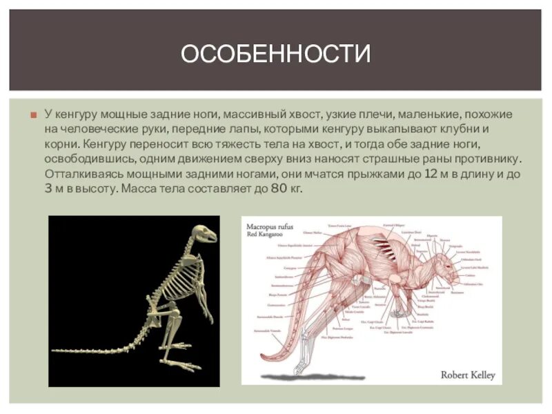 Внешнее строение кенгуру. Внутреннее строение кенгуру. Строение конечностей кенгуру. Строение скелета сумчатых.