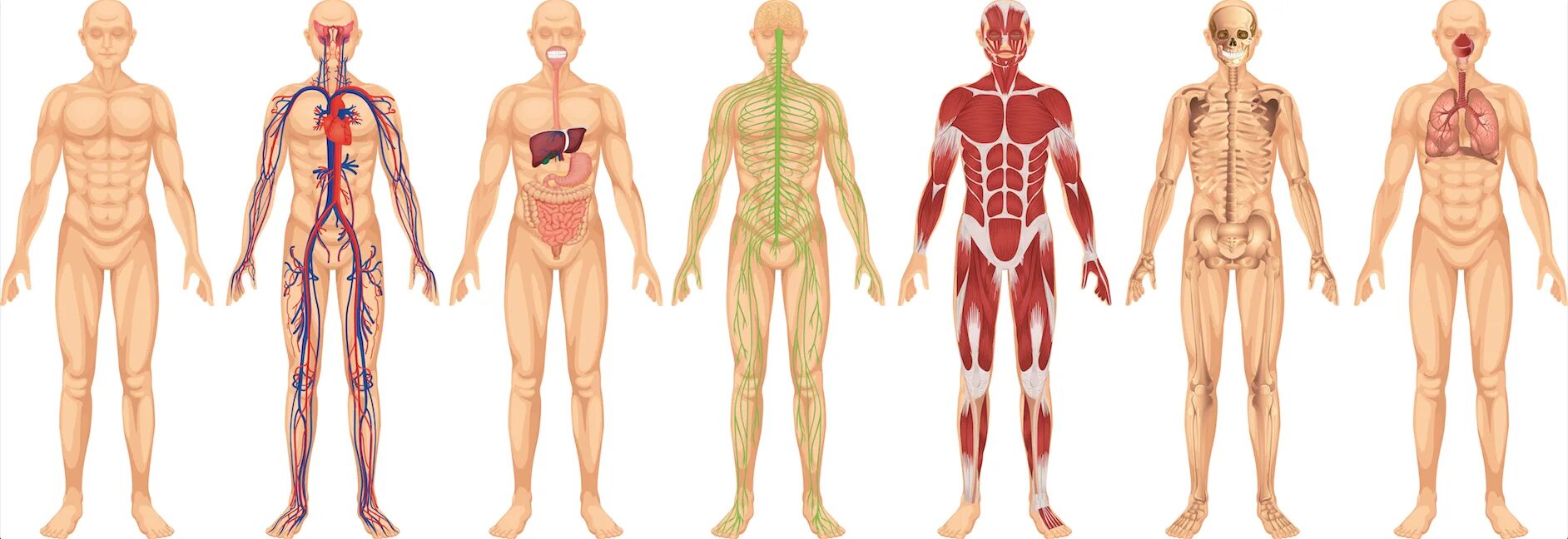 Тело человека. Внешняя анатомия человека. Анатомические системы человека. Тело человека анатомия. Найди human