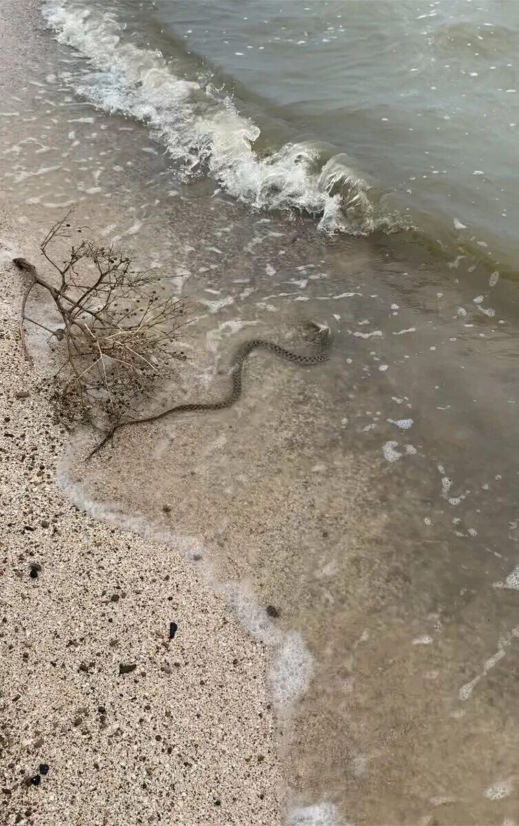 Змеи в Ейске в Лимане. Водяная гадюка Азовское море. Бычколов змея Азовское море. Змея в Азовском море в Ейске. Змеи в анапе в море