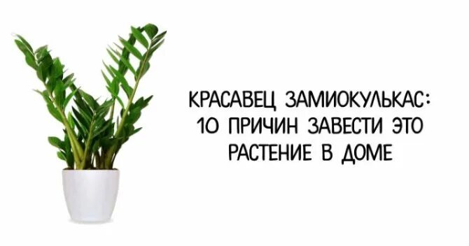 Замиокулькас в домашних условиях приметы. Замиокулькас цветок безбрачия. Цветок долларовое дерево приметы и суеверия. Замиокулькас женское счастье. Замиокулькас дерево безбрачия.