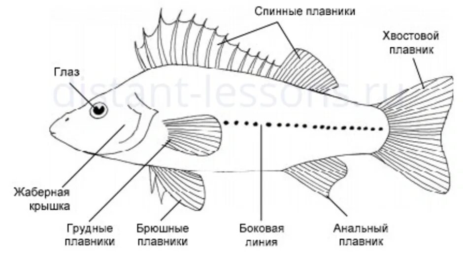 Внешнее строение рыб плавники. Схема внешнего строения рыбы. Плавники рыбы схема. Строение плавников костных рыб.