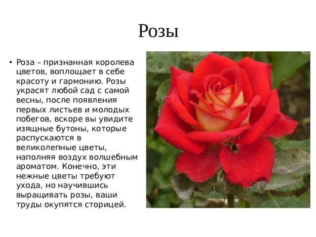 Текст про розу. Информация о цветах розах. Доклад о розе. Текст про розу. Текст про розу.