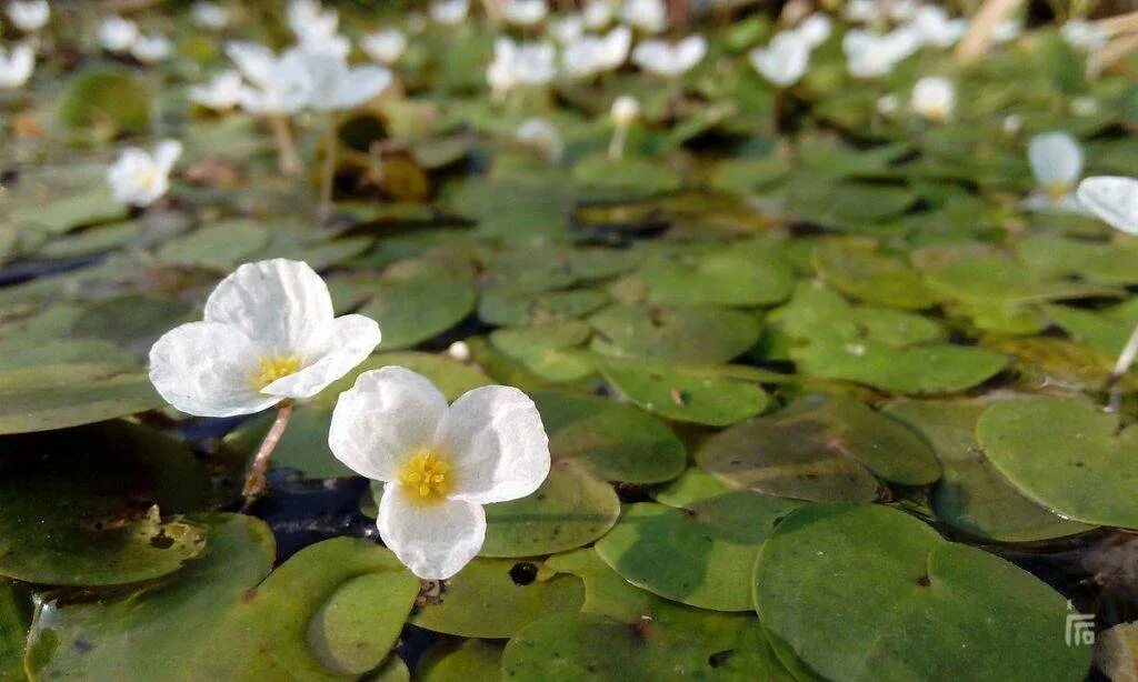 Водокрас обыкновенный. Водокрас Лягушачий. Водокрас Лягушачий (Hydrocharis morsus-Ranae). Водокрас обыкновенный (Hydrocharis morsus-Ranae).