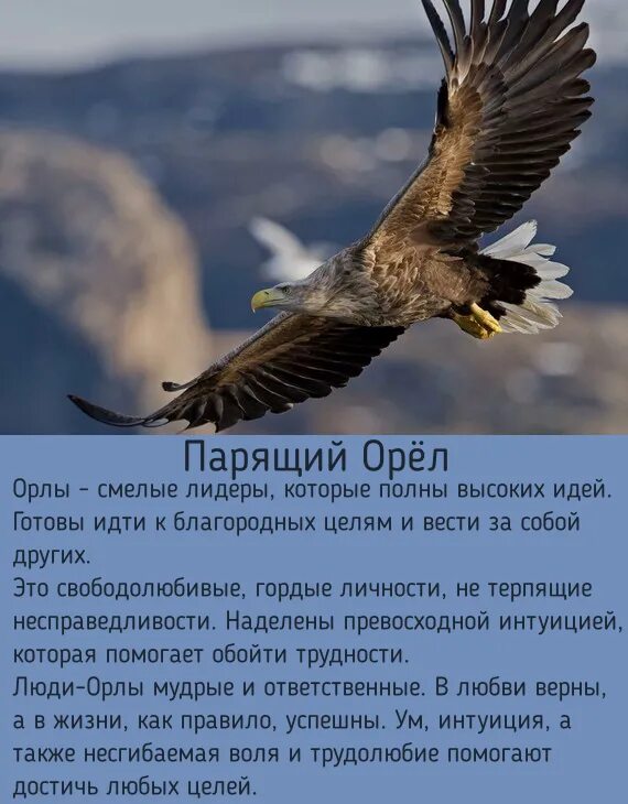 Благодаря какому физическому явлению парит орел. Славянский гороскоп по годам. парящий орел. парящий орел по славянскому календарю. по славянскому гороскопу.