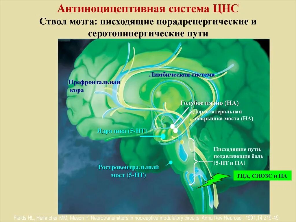 Система сильнейшего пути. Серотонин эргическая система. антиноцицептивная система. структура антиноцицептивной системы. антиноцицептивной системы мозга.