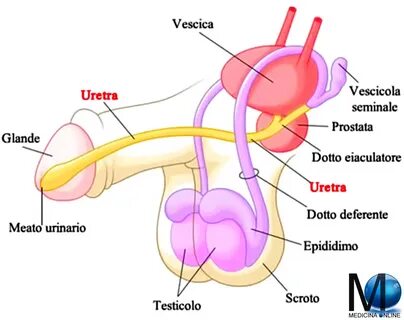 Le vescicole seminali sono parte dell’apparato riproduttore maschile. 