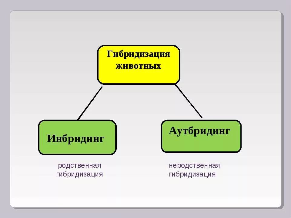 Гибридизация растений животных. Методы селекции аутбридинг инбридинг. методы селекции (аутбридинг, инбридинг, отбор).. скрещивание неродственное аутбридинг селекция растений. гибридизация инбридинг и аутбридинг.