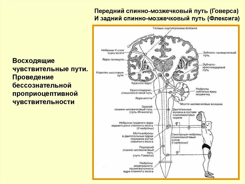 Проводящие системы головного мозга. Схема проприоцептивной чувствительности мозжечкового направления. Передний мозжечковый путь схема неврология. Мозжечок проводящие пути неврология. Спинно мозжечковые пути Флексига и Говерса.