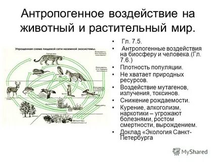 Воздействие на животный и растительный мир