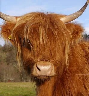 Highland coo