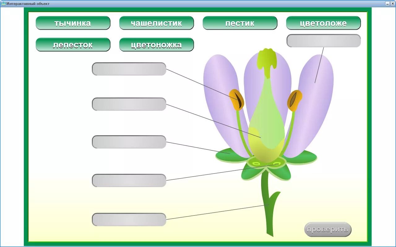 Функция цветка образования. Строение цветка. Изучить цветок биология. Строение цветка для дошкольников. Строение цветка для детей.
