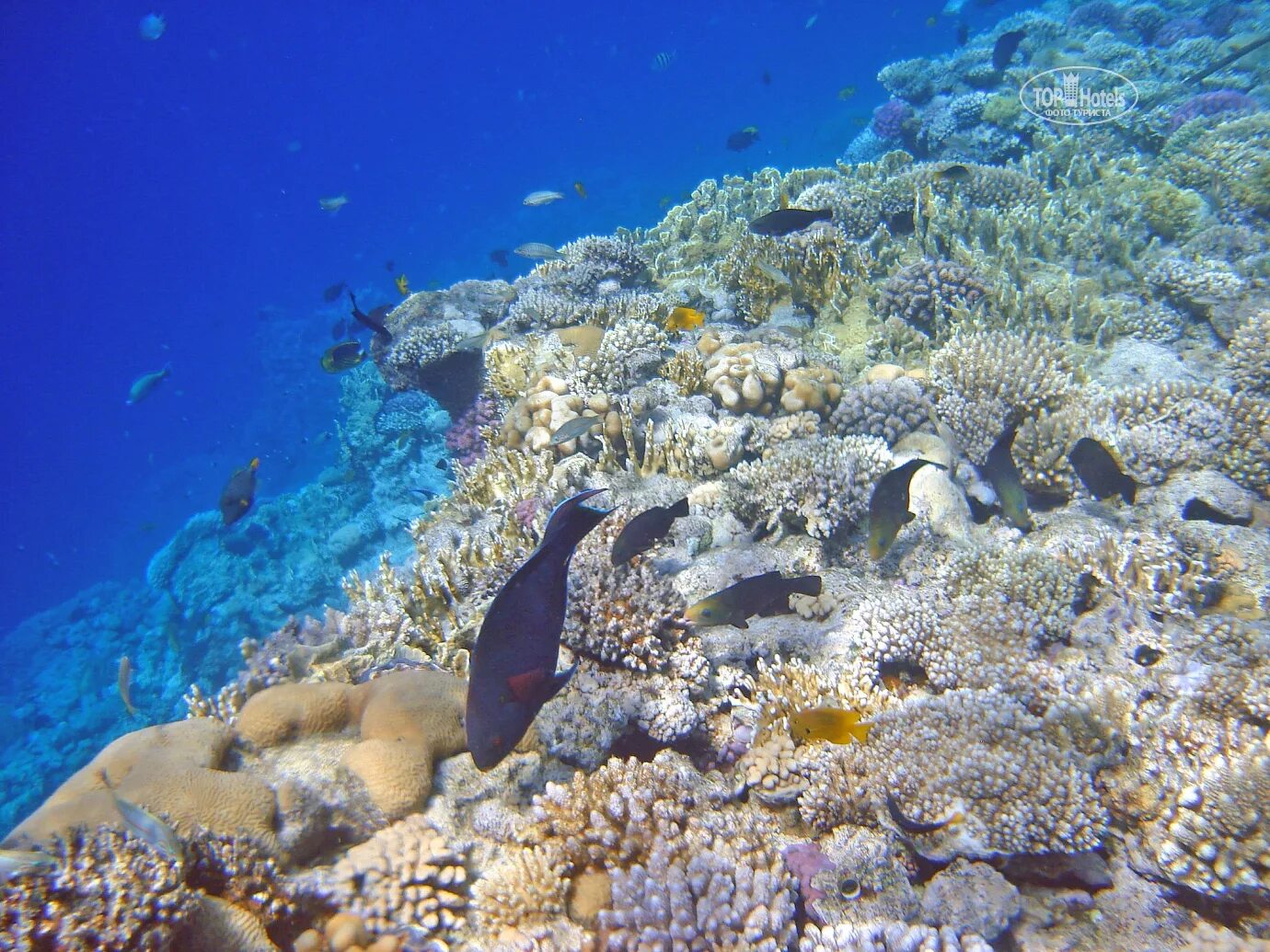 Coral beach шарм эль шейх. Шарм-Эш-Шейх море. Montazah Шарм-Эль-Шейх. Коралл Бич Шарм-Эль-Шейх. Шарм-Эш-Шейх красное море.