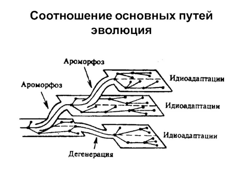 Пути эволюции ароморфоз. Северцов пути достижения биологического прогресса. Соотношение между основными путями эволюции. Пути эволюции схема.