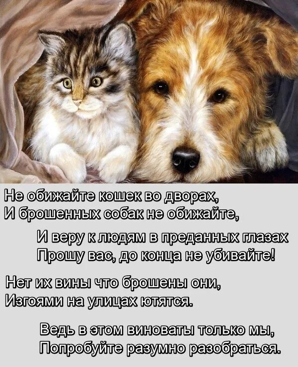 Стихи про бездомных животных. Стихи про брошенных животных. Красивые стихи о животных. Стихи про кошек и собак.
