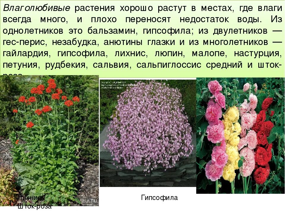 Цветы 2 раза в год. Тенелюбивые двулетники. Влажно любивые растения. Влаголюбиыы е растения. Цветы влаголюбивые засухоустойчивые.