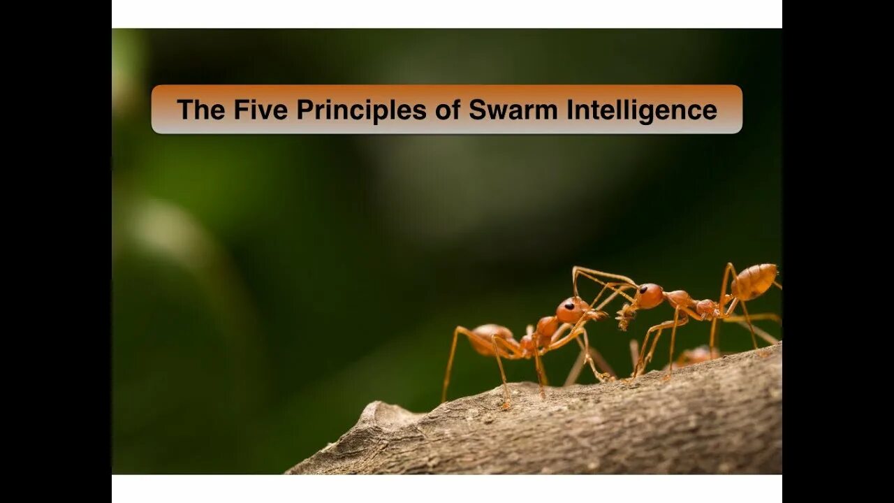 Swarm intelligence. Муравьи портные. азиатский муравей-портной. swarm inteligence.